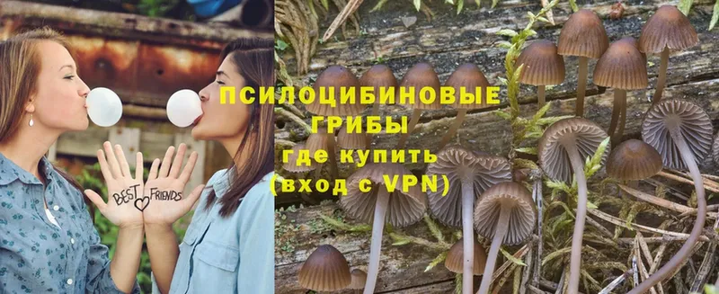 Псилоцибиновые грибы Psilocybine cubensis  Азов 